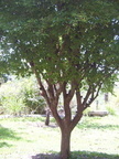 Sapotecarpa Puu Finlandia Village